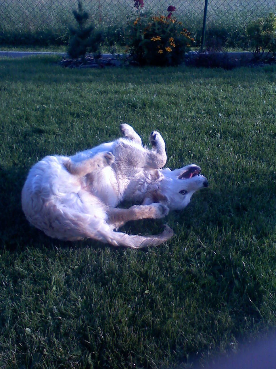 Takhle normálně blbnu na zahradě :)